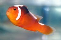 picture of Thielle's Clownfish Med                                                                              Amphiprion thiellei